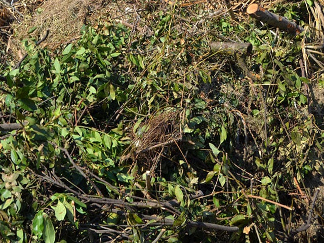 Giornate di raccolta verde, sfalci e potature - mese di luglio