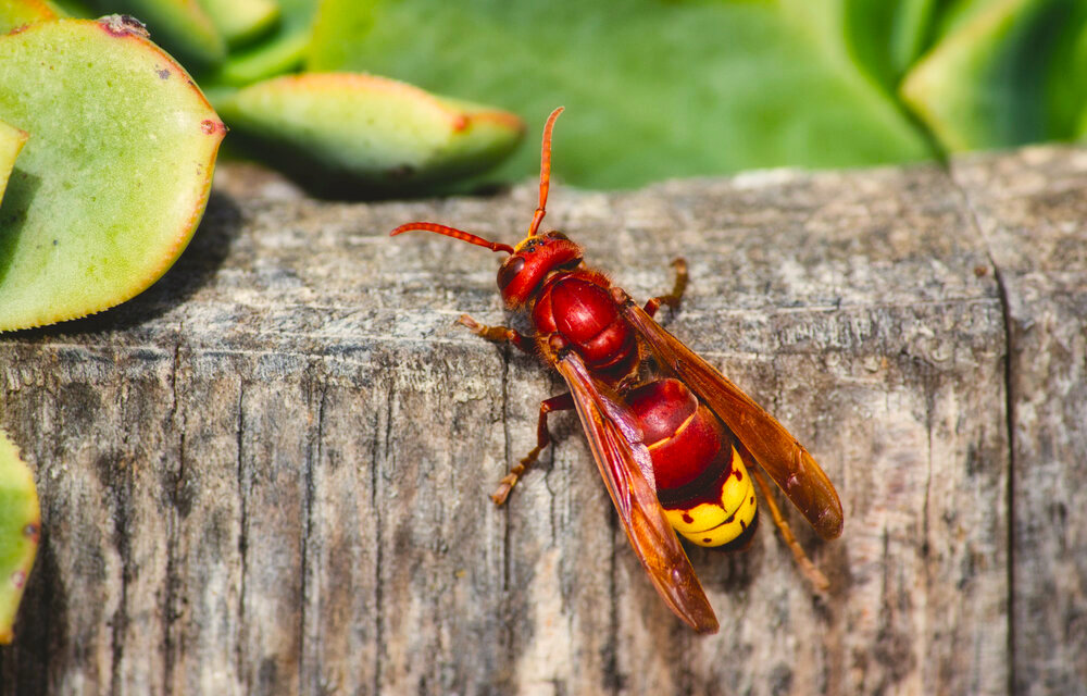 Vespa orientalis: cosa fare in caso di avvistamento