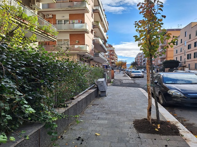 Nuovi alberi in Città, Ciampino celebra la Giornata nazionale degli Alberi