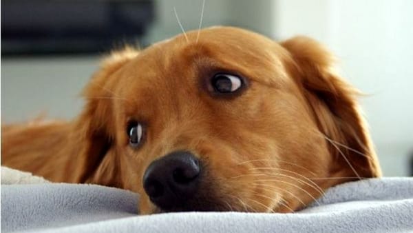 Nasce a Ciampino lo sportello per la tutela degli animali