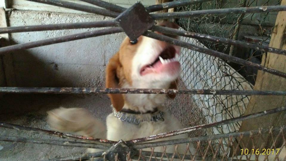 Operazione del nucleo protezione animali della Polizia Locale di Ciampino e delle Guardie Zoofile Oipa 