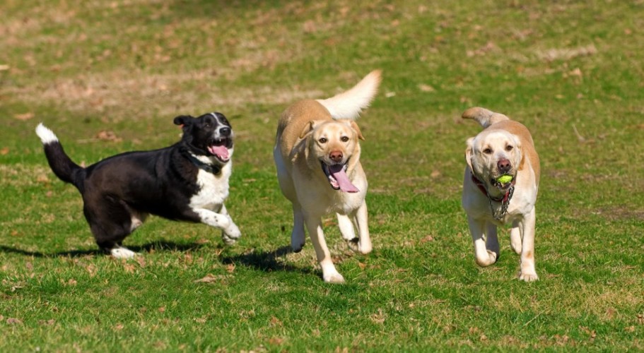 Comunicato Stampa del Comune di Ciampino - Nota dell’Amministrazione Comunale sugli interventi relativi alle aree cani