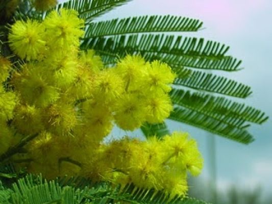 8 Marzo 2019, Giornata Internazionale della Donna